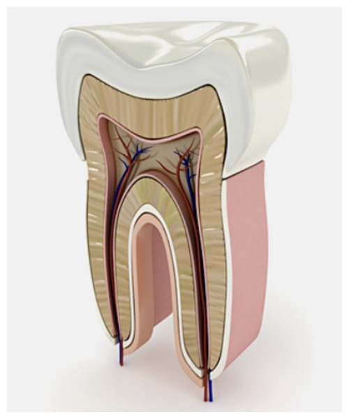 Endodonzia